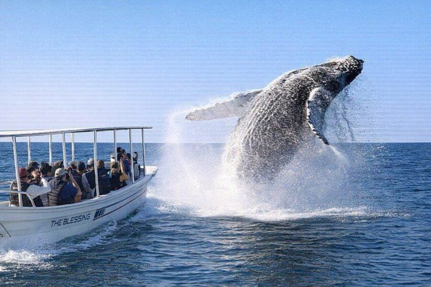 Un bote con pasajeros observando una ballena emergiendo del agua. 2