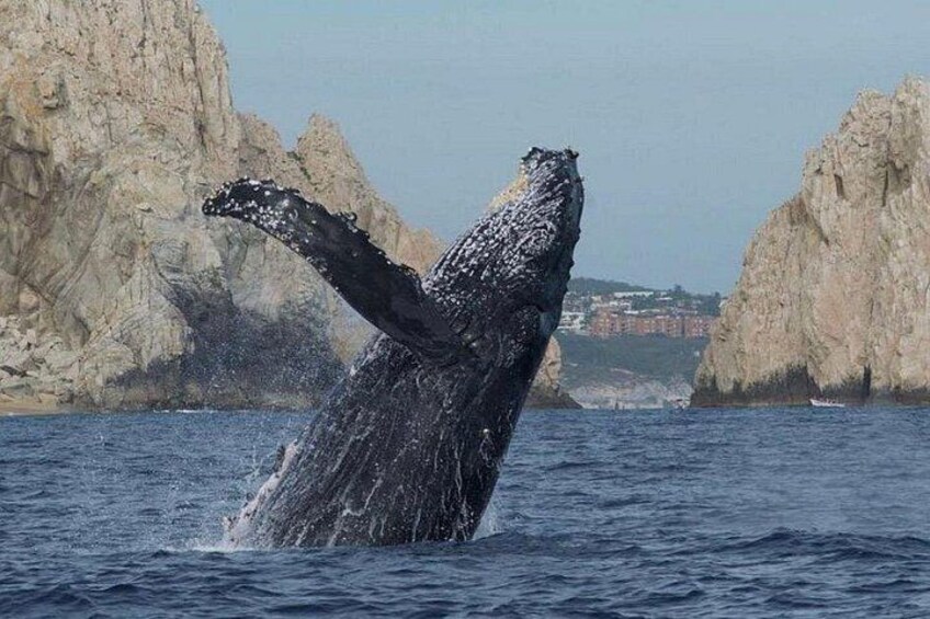 Una ballena rompe la superficie con su cola, acantilados rocosos y una costa distante con edificios. 4
