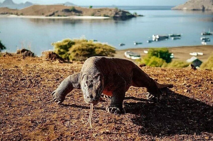 En komododragon på stenet terræn med et vandareal og både i baggrunden. 5