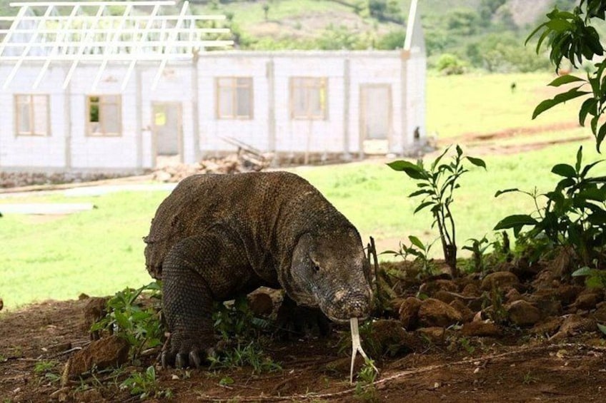 3D2N Komodo Tour Liveaboard Experience 3