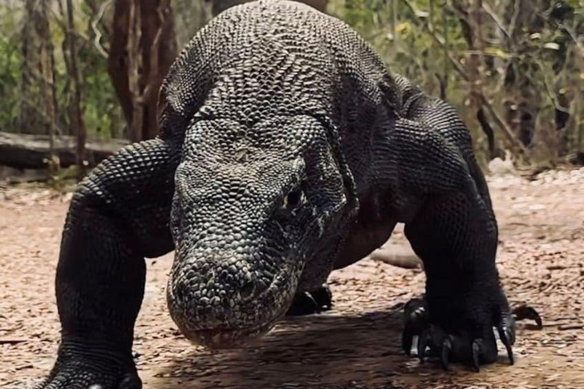 3D2N Komodo Tour Liveaboard Experience 2