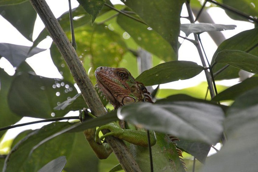 A lizard on a branch surrounded by green leaves. 2