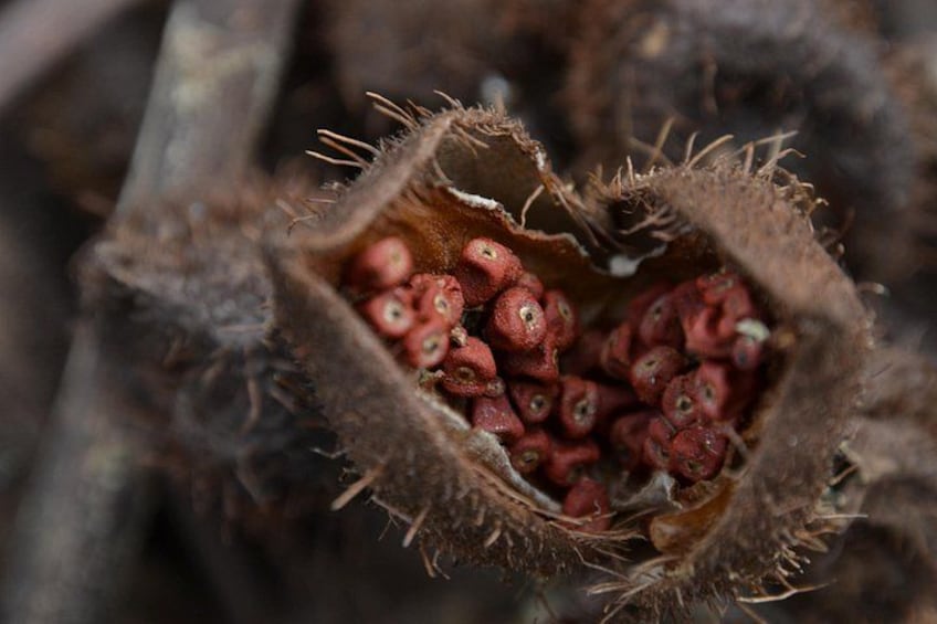 A close-up of a dried, spiky plant with small, round, red berries inside. 3