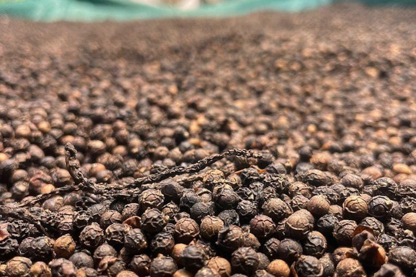 A close-up of dried peppercorns scattered on the ground. 4