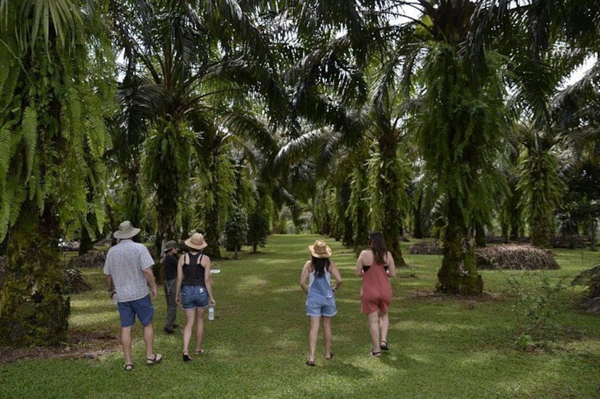 A group of people walking on a path surrounded by palm trees. 5