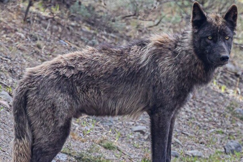 Een wolf staat in een natuurlijke omgeving met rotsachtig terrein en schaarse begroeiing. 2