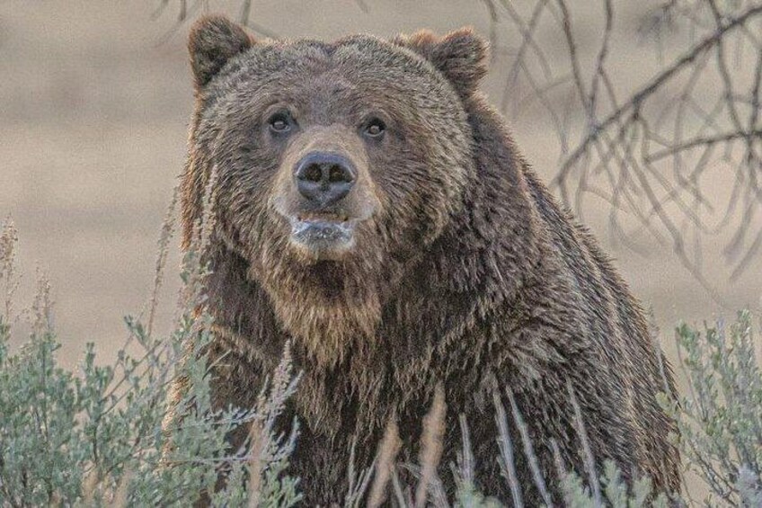 Yellowstone Full-Day Upper Loop with Wildlife Adventure w/Lunch 1