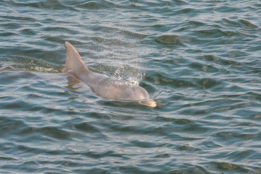 St Augustine Dolphin & Historical Landmark Cruise w Sunset Option 5