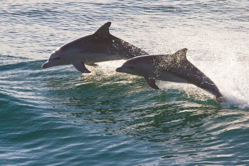 St Augustine Dolphin & Historical Landmark Cruise w Sunset Option 3