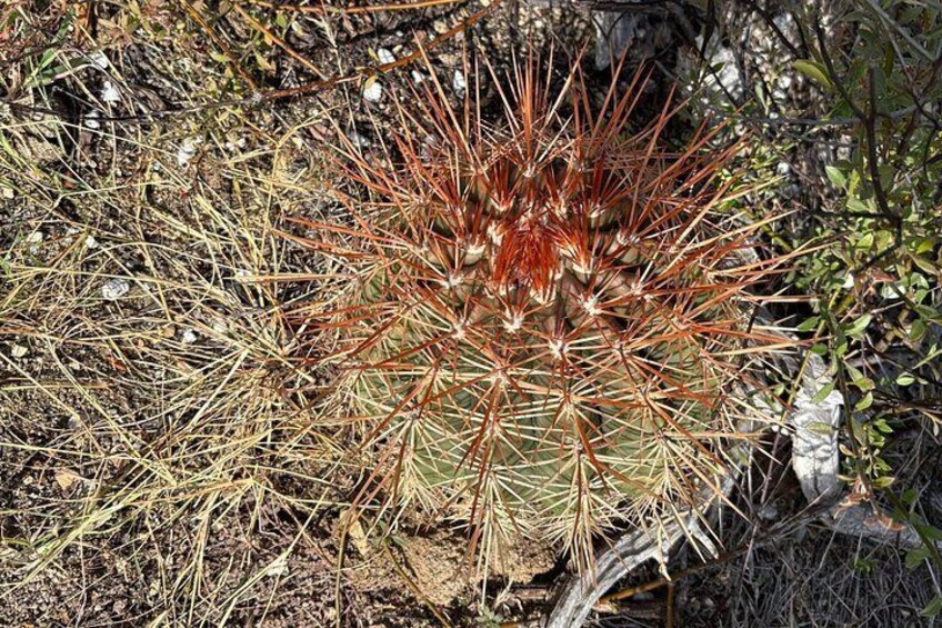 A cactus with spines, surrounded by dry grass and small plants. 1