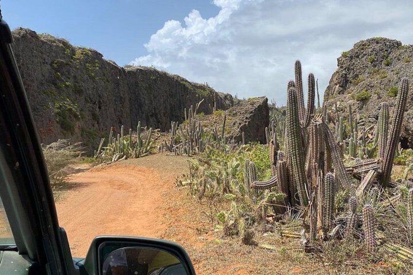 Un chemin de terre bordé de cactus et entouré d’un paysage rocheux. 5