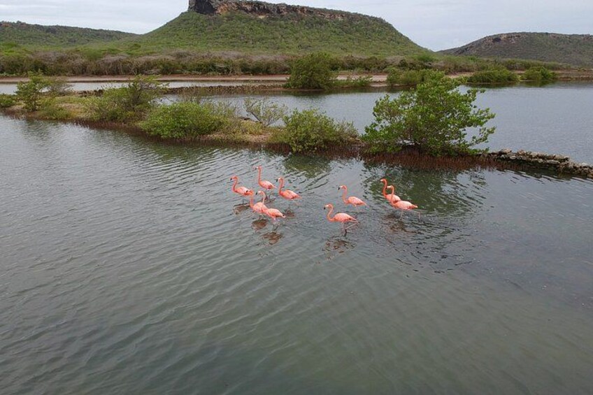 Private Jeep Safari: Swim with Turtles & West Coast Beaches 2