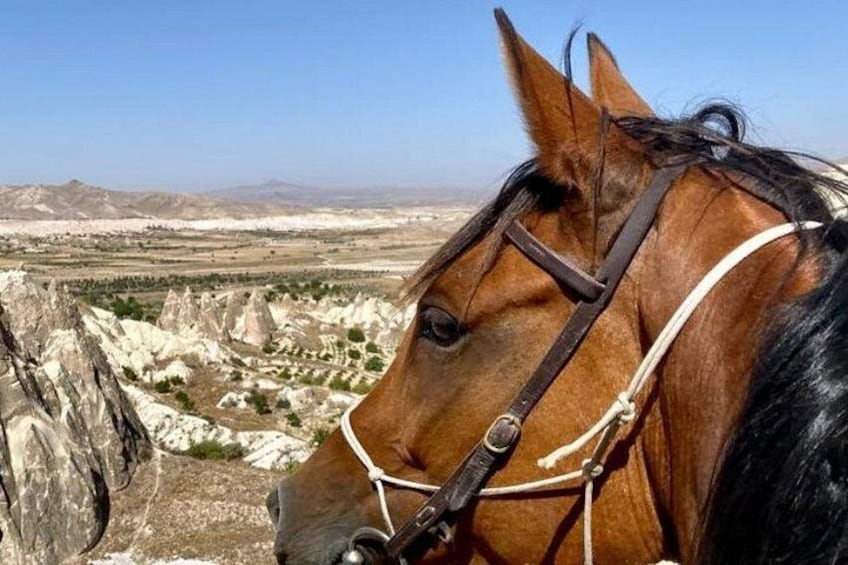 A horse with a bridle in a rocky landscape with mountains in the background. 3