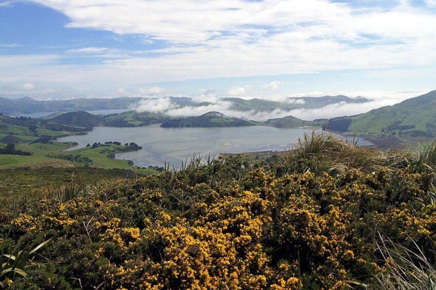 A coastal landscape with a lake, rolling hills, and yellow flowering shrubs in the foreground. 2
