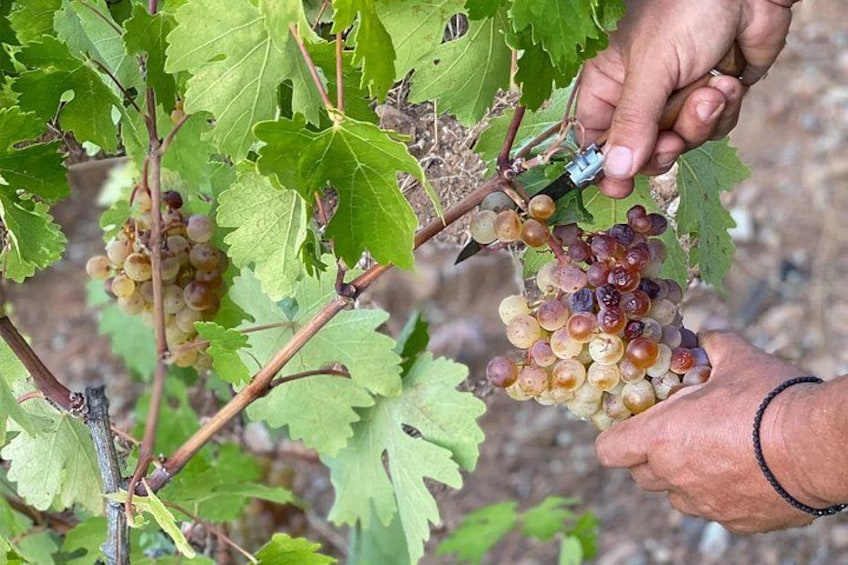 Hands picking grapes from a vine. 2