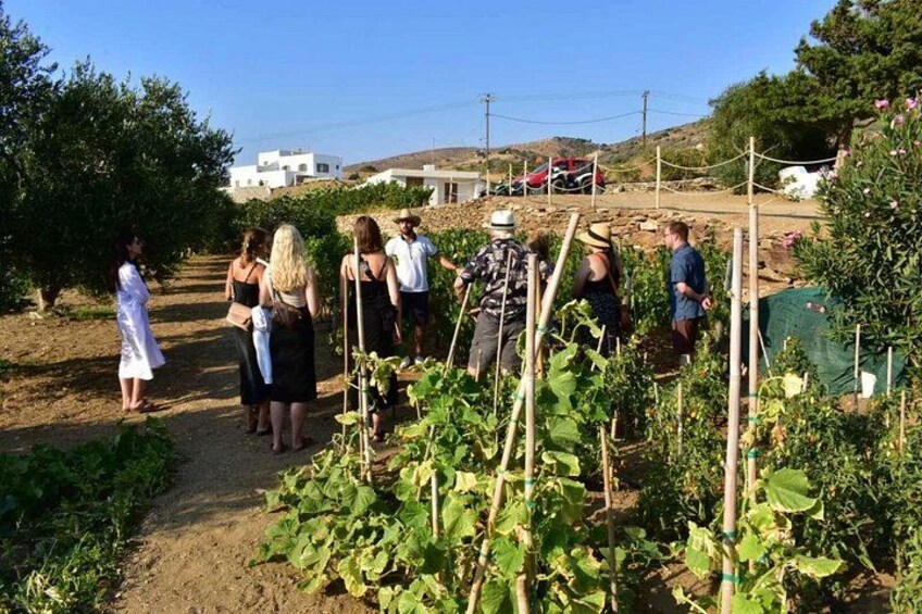 A group of people walking through a vineyard. 1