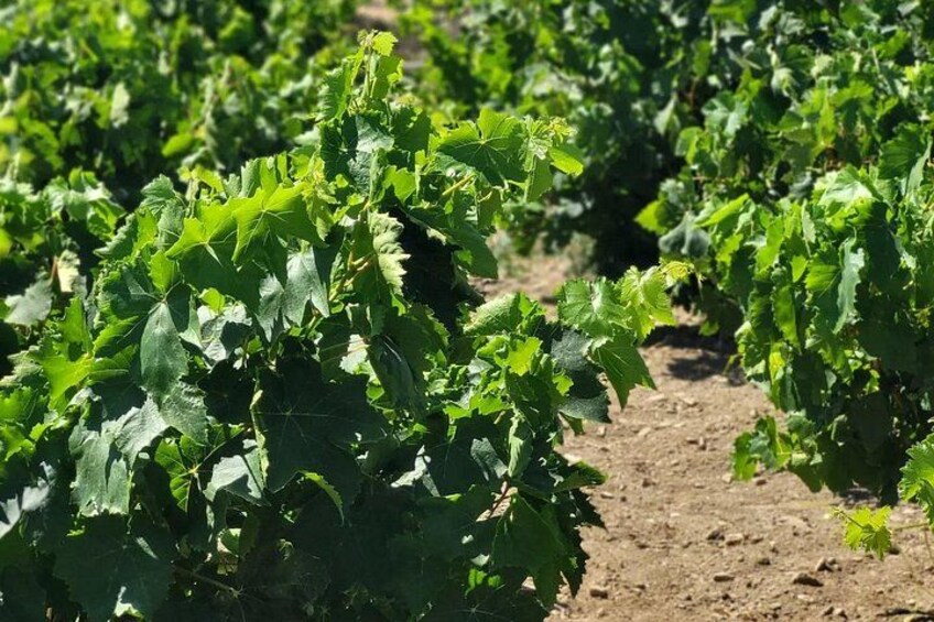A vineyard with rows of grapevines. 3