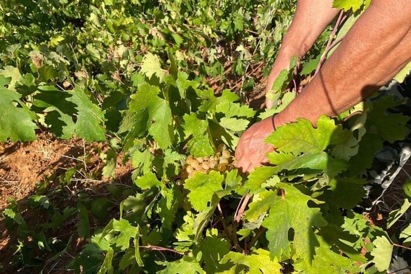 Naxos Private Cheese and Wine 6 Hour Experience 4