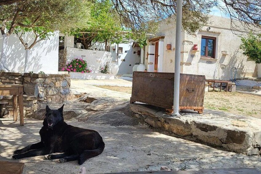 Un perro negro descansando sobre un área empedrada, con un edificio blanco y un banco de madera al fondo. 5
