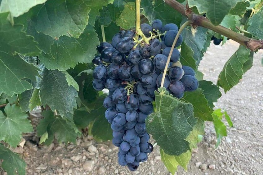 Un racimo de uvas moradas oscuras en una vid con hojas verdes grandes. 3