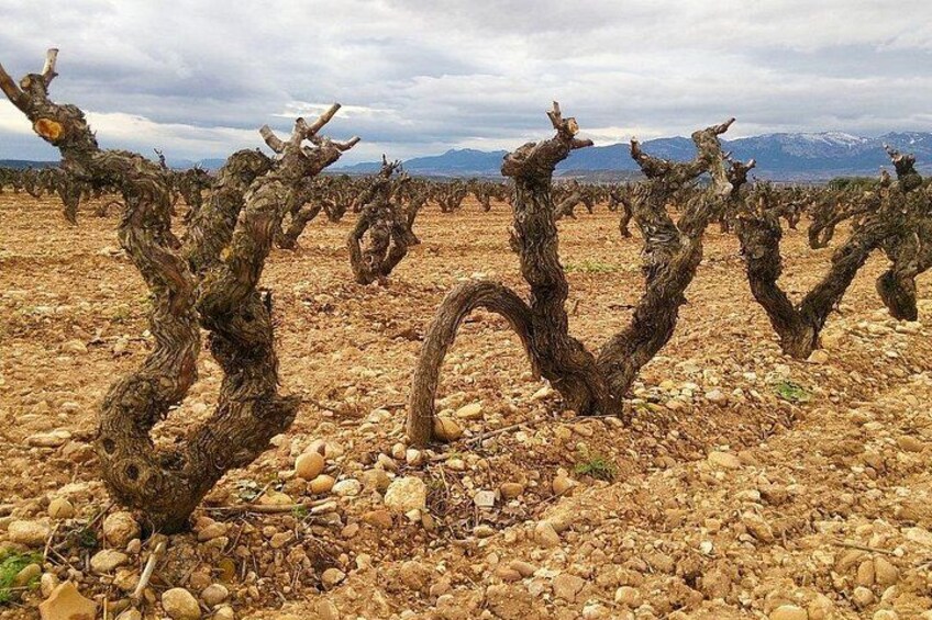 Viñedo con vides de uva retorcidas en terreno pedregoso. 3