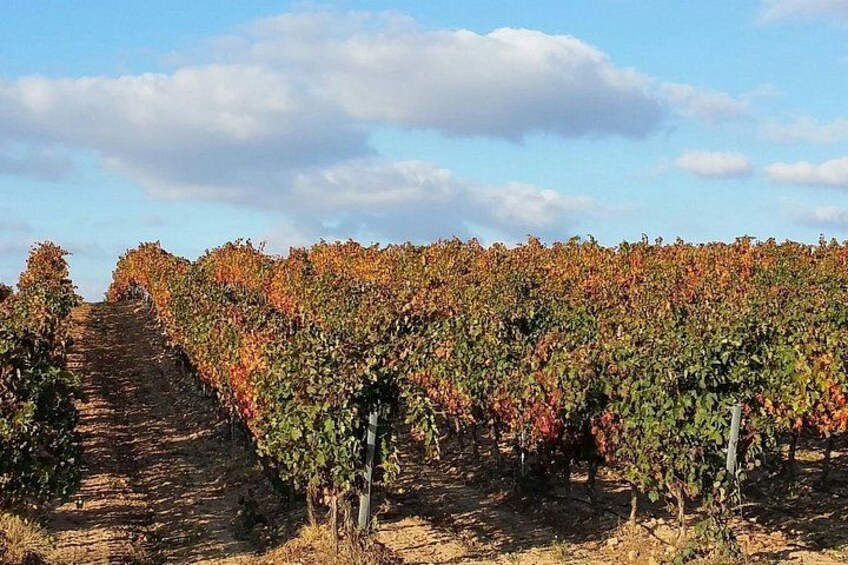 Viñedo con hileras de parras bajo un cielo despejado. 1