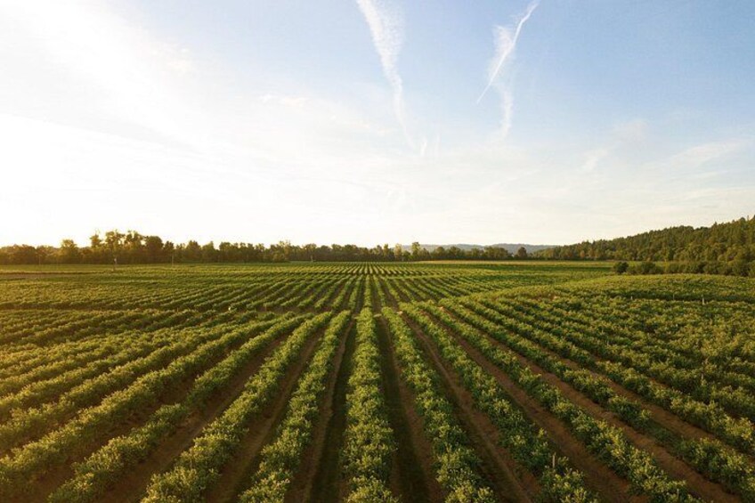 Un extenso campo agrícola con hileras de cultivos bajo un cielo despejado. 2