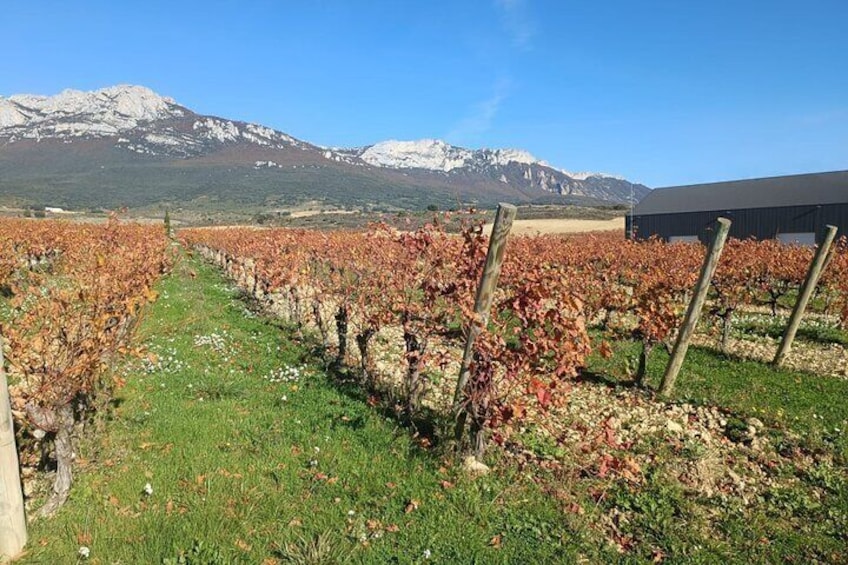 rioja 3
