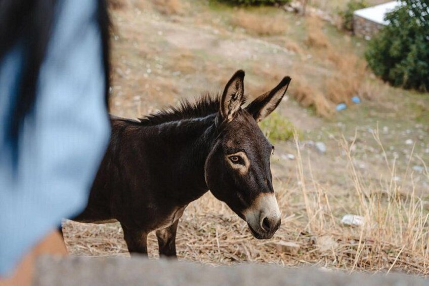 A donkey standing on a dirt path with dry grass and a blurred person in the foreground. 4