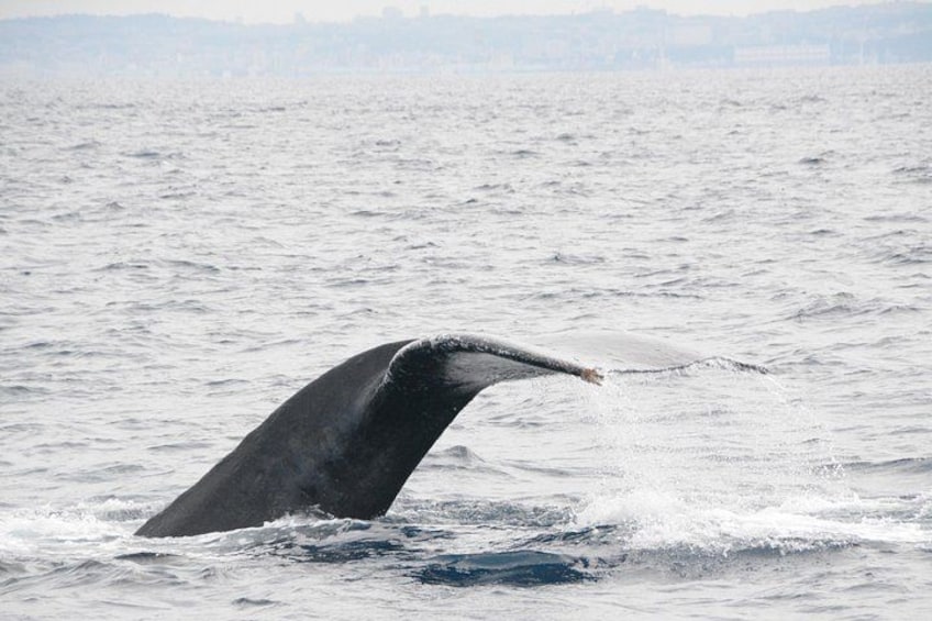 Okinawa Whale Watching Tour Chatan Departure 5