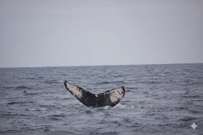 Okinawa Whale Watching Tour Chatan Departure 3