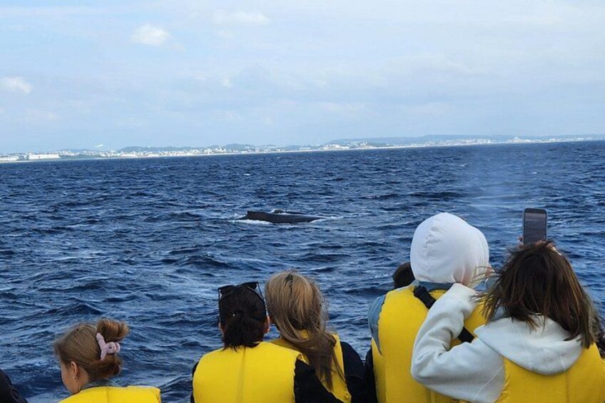 Okinawa Whale Watching Tour Chatan Departure 2