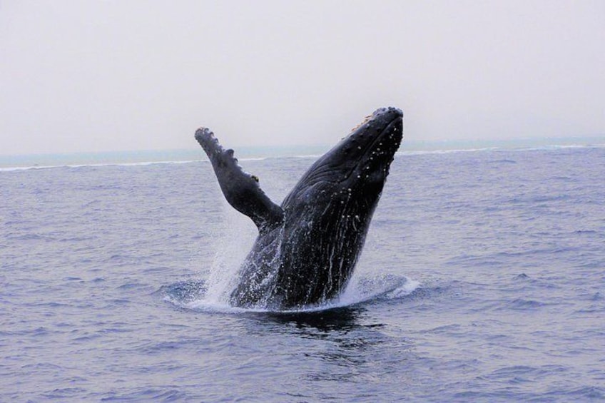 Okinawa Whale Watching Tour Chatan Departure 1