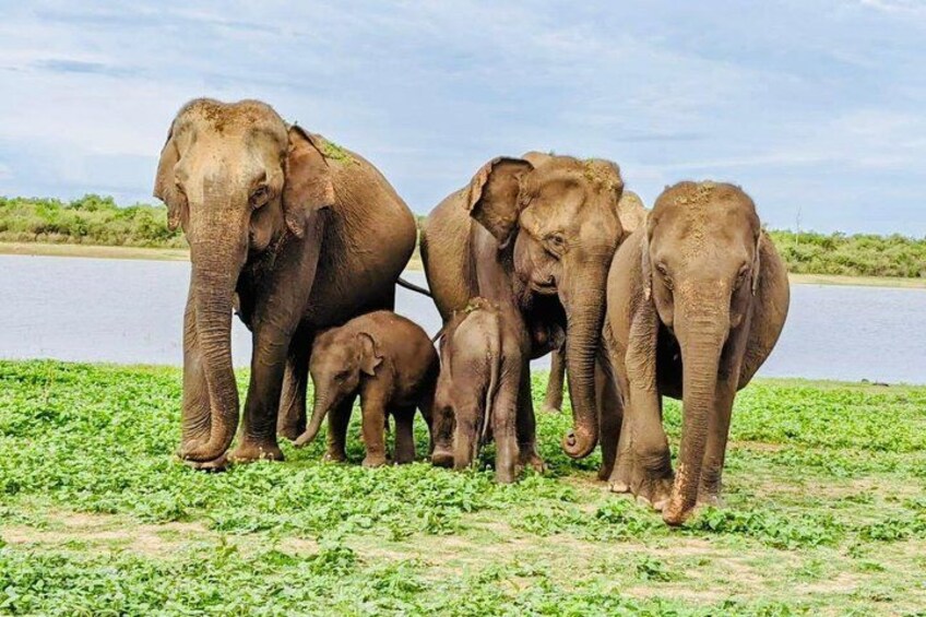 Udawalawe Safari with Private Transfer from Ella to Mirissa 2