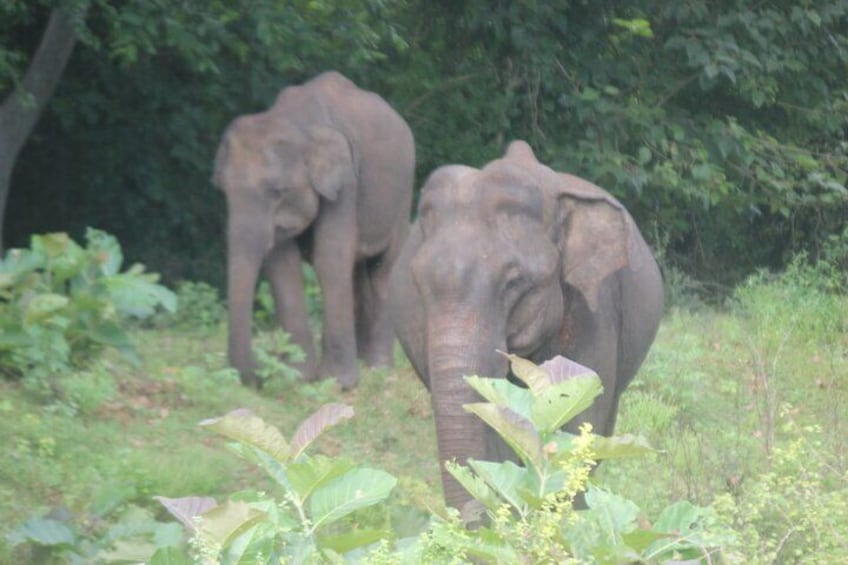 Deux éléphants dans une zone boisée, entourée de végétation et d’arbres. 1