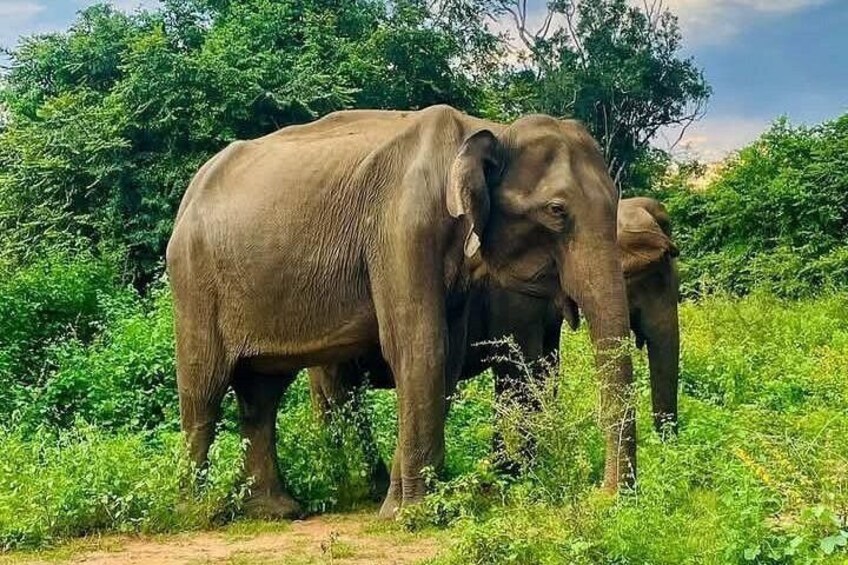 Private Transfer from Ella to Mirissa with Udawalawe safari 4