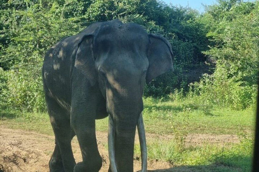 Private Transfer from Ella to Mirissa with Udawalawe safari 3