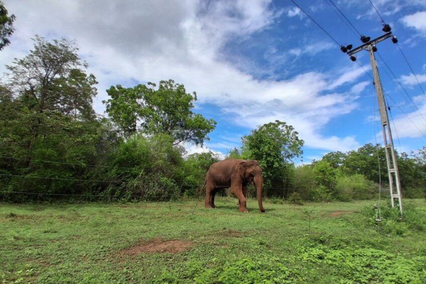 Udawalawe Safari with Private Transfer from Ella to Mirissa 4