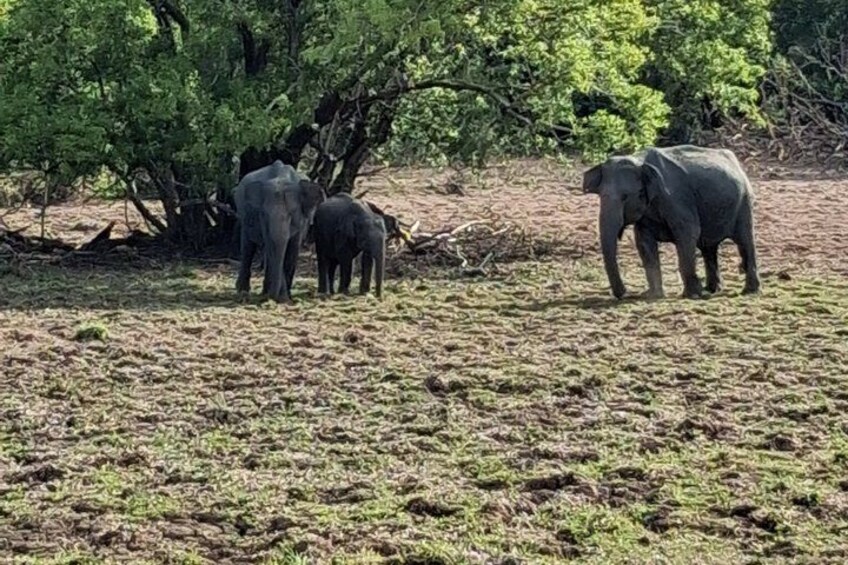 Private Transfer from Ella to Mirissa with Udawalawe safari 2