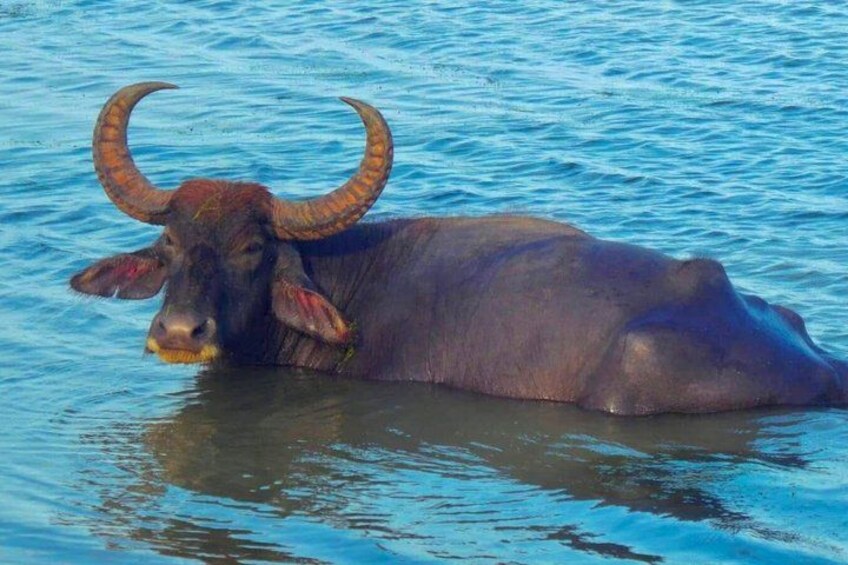 Udawalawe Safari with Private Transfer from Ella to Mirissa 3