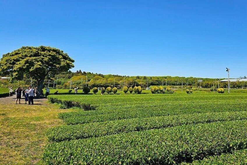 Jeju South Scenic Tour: Hallasan Trail Camellia Hill & Waterfalls 2