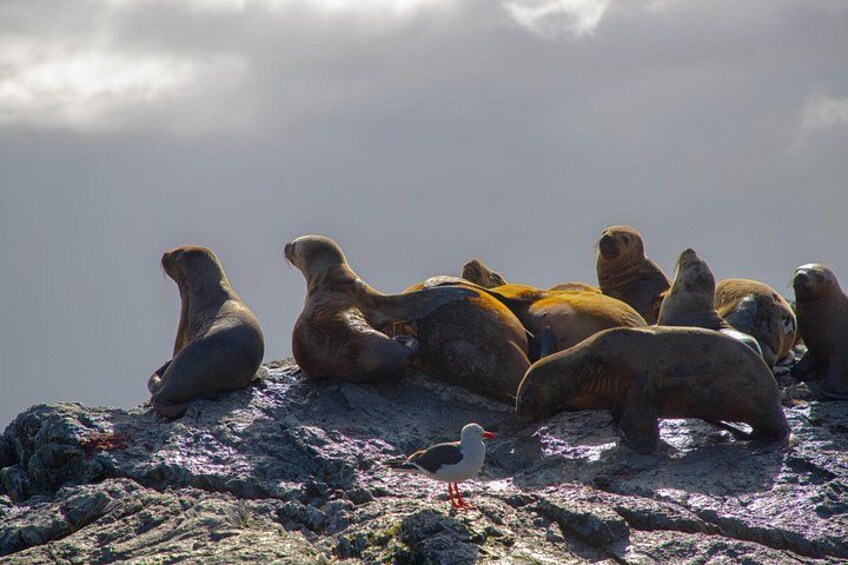 Un grupo de lobos marinos descansando sobre una superficie rocosa. 5