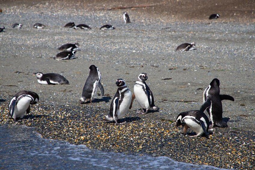 Un grupo de pingüinos en una playa pedregosa, algunos nadando en el agua. 2