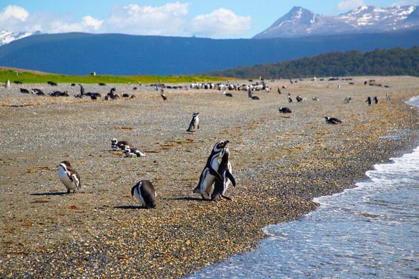 Una playa con pingüinos, piedras y una montaña al fondo. 3