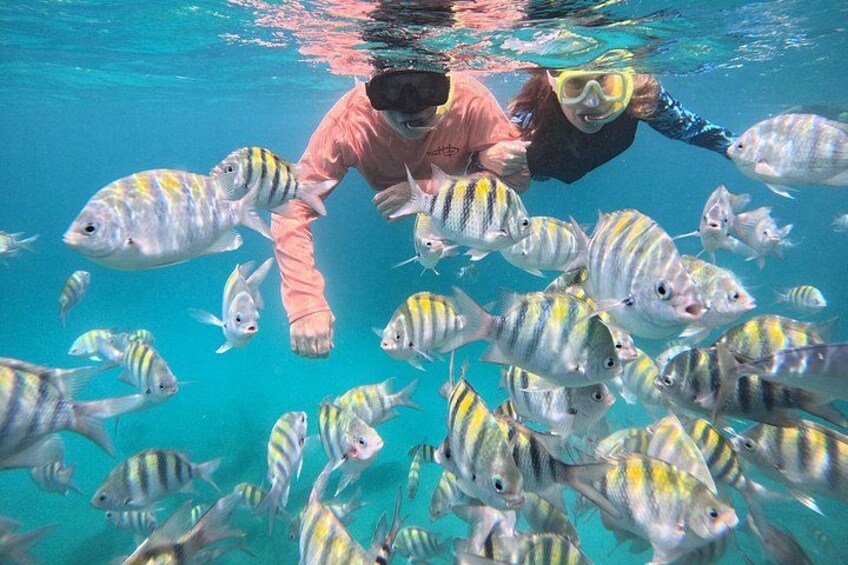 Barbados Land & Sea Wildlife Tour: Wildlife Reserve & Snorkelling 5