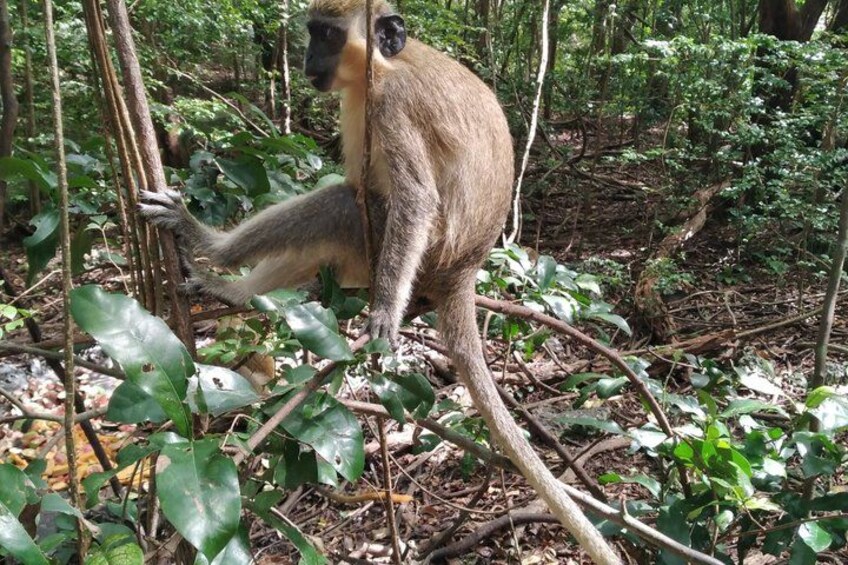 Barbados Land & Sea Wildlife Tour: Wildlife Reserve & Snorkelling 3
