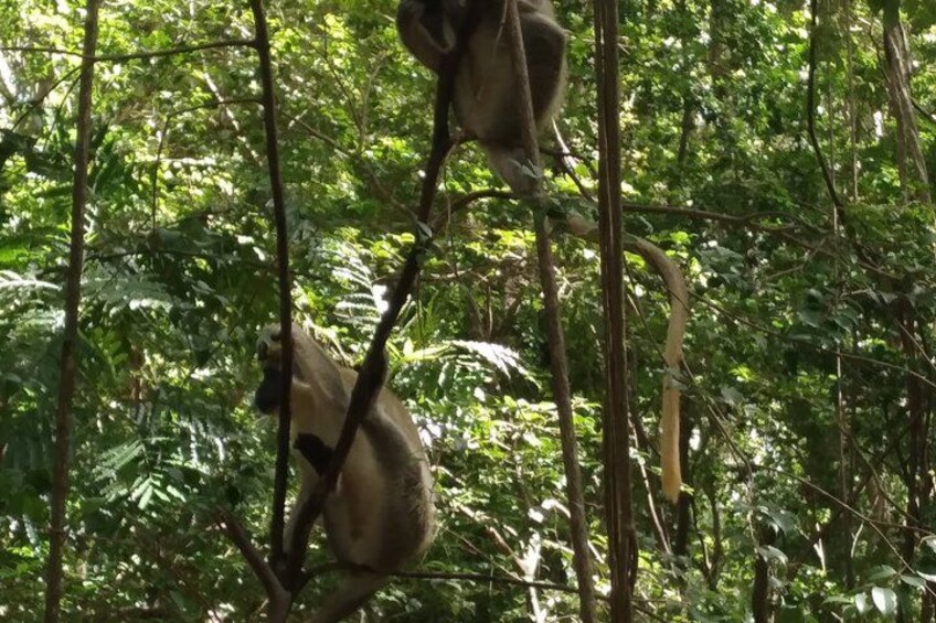 Barbados Land & Sea Wildlife Tour: Wildlife Reserve & Snorkelling 4