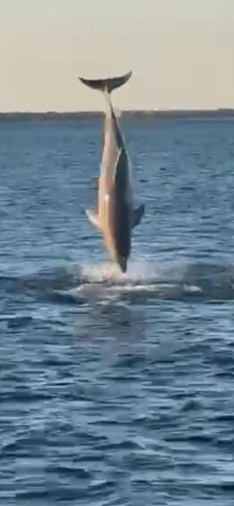 A dolphin leaping out of the water. 5