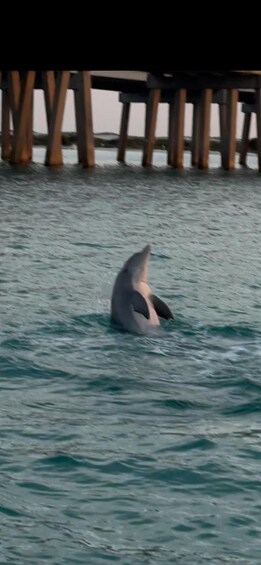 A dolphin swimming near a wooden pier. 2