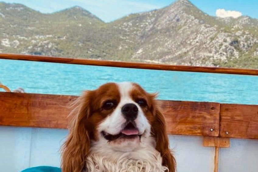En hund på en båt med ett bergigt landskap i bakgrunden. 4